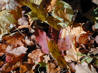 DSCN0975